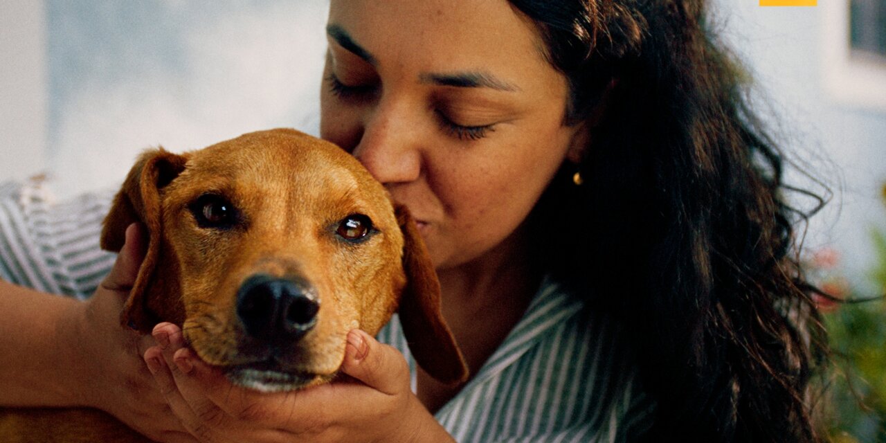 Com IA, Pedigree quer impulsionar número de adoções de cães em 218%